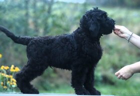 Čierny ruský teriér, šteňa, pes - 8
