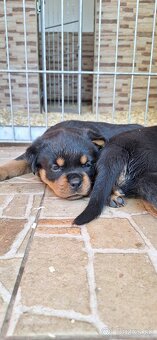 Steniatka rottweilera,rotvajlera,rtw,rotty s PP - 8