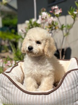 Pudel, pudla, poodle Puppy - 8