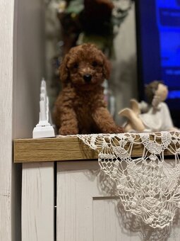 Pudel toy Red ultra mini - 8