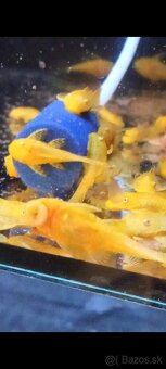 Skalare mramorové-Platy-živorodky-Ampularie - 8