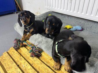 Jazvečík kratkosrstý - 8