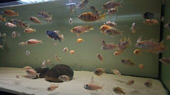 Africké cichlidy - 8