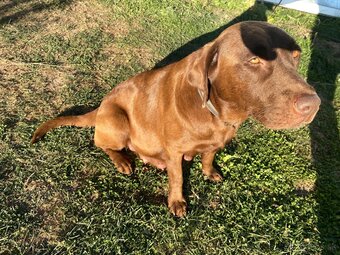 Labrador šteniatka - 8