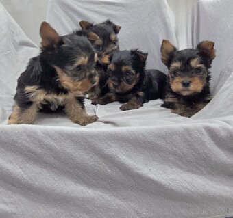 Yorkshirsky terier - 8