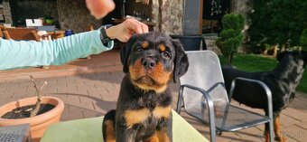Predam steniatko Rottweilera, rotvajlera, rottvajlera,rotti, - 8