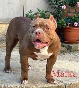 American Bully - 8