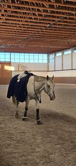 Všestranný Appaloosa na predaj - 8