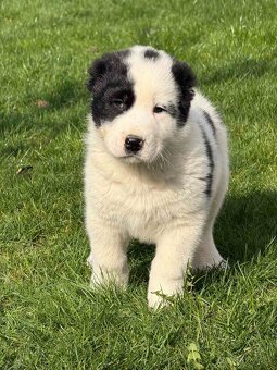 Stredoázijského ovčiaka - 8