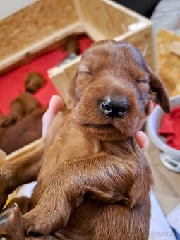 Írsky seter – šteniatka s PP na predaj - 8