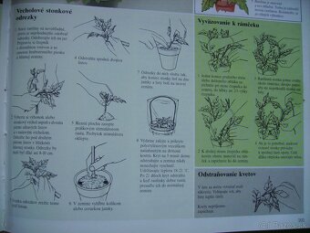 Gynura popínavá - zakorenené odrezky - 8