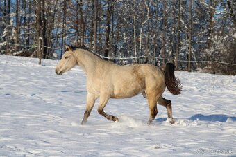 Pregnant Appaloosa mare Tikki - 8
