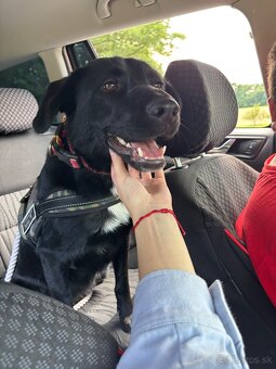 Darujem štaniatka🐾 - 8