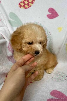 Apricot Maltipoo - 8