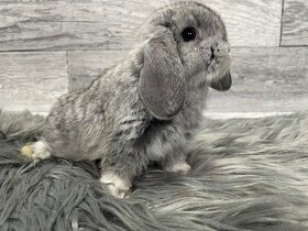 MiniLop, králik - 8