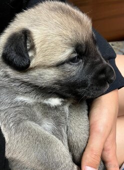 Kangal štěňata - 8