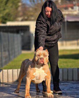 American Bully XL (Pitbull XXL) - 8