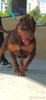American Bully XL (Pitbull XXL) - 8