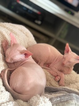Don sphynx - 8