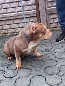 American bully - 8
