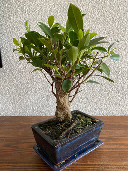 Fikus Ficus Retusa bonsaj4 - 8