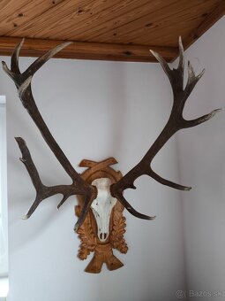 Trofej,parohy,parozie - 8