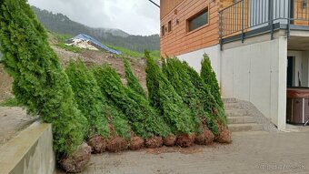 Tuja Smaragd, vavrínovec, červienka - Námestovo - 8