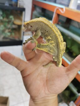 Pagekon riasnaty - 8