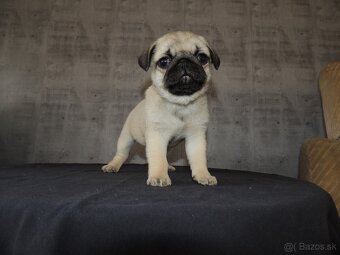 MOPS s PP. - 8