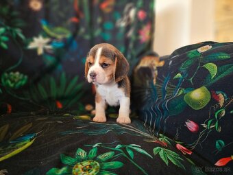 BEAGLE - bigl, beautiful puppies ZKwP/ FCI - 8