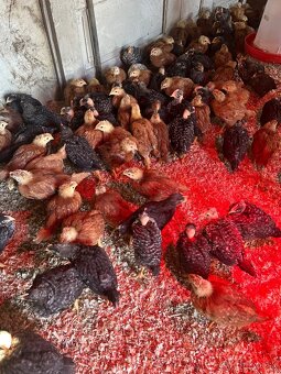 predám kurčatá - 8