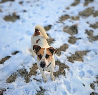 Darujem psíka Jack Russell teriér kríženec z stafordom - 8