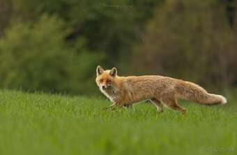 sigma 150-600 sport - 8