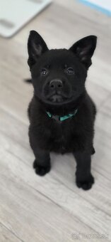 Predám nemecký ovčiak šteniatka s PP - 8