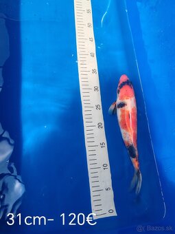 Koi kapor - 8