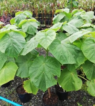 Paulownia Tomentosa rýchlorastúci strom - 8