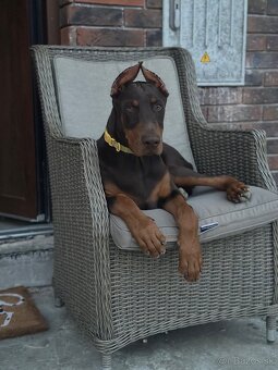Doberman šteniatka - 8