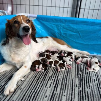 Šteniatka Kooikerhondje – Holandský vábič kačiek - 8