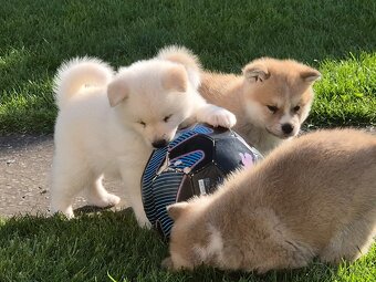 Akita Inu - 8