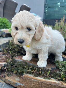 Maltipoo - šteniatko (fenka) - 8