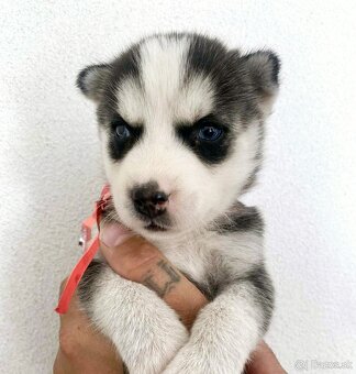 Šteniatka Husky ❤️ - 8