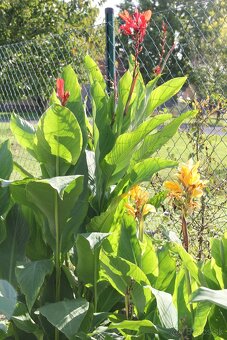 Kana indická - Canna indica - 8