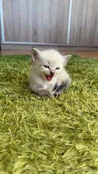 Mačiatka ragdoll - 8