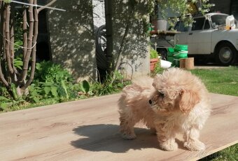 Predám šteniatka maltipoo - 8