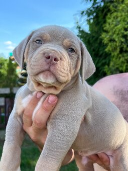 American bully xl s PP - 8