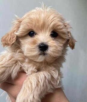 Maltipoo - 8