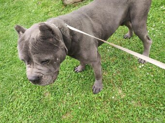 Cane Corso - 8