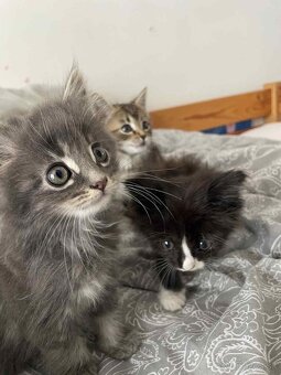 Predam Maine Coon (Mainská Myvália - 8