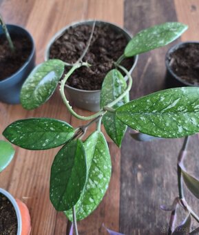 Predám izbové rastliny - 8