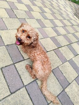 Trpasličí,trpazličí pudlík,pudel- DARUJEM - 8